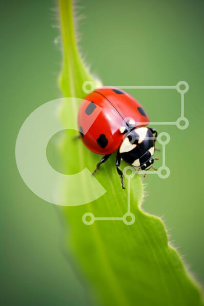 Intra Συλλεκτικό Ξύλινο Παζλ Plywood  4mm - Πασχαλίτσα σε ένα πράσινο φύλλο Σε Ξύλινο Κουτί - Διαστάσεις: 10x10 cm – 25 κομμάτια