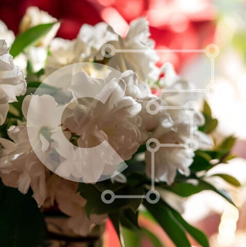 Intra Συλλεκτικό Ξύλινο Παζλ Plywood  4mm - Βάζο με λευκά λουλούδια με τριαντάφυλλα, γαρίφαλα και κρίνους Σε Ξύλινο Κουτί - Διαστάσεις: 10x10 cm – 25 κομμάτια - Image 1