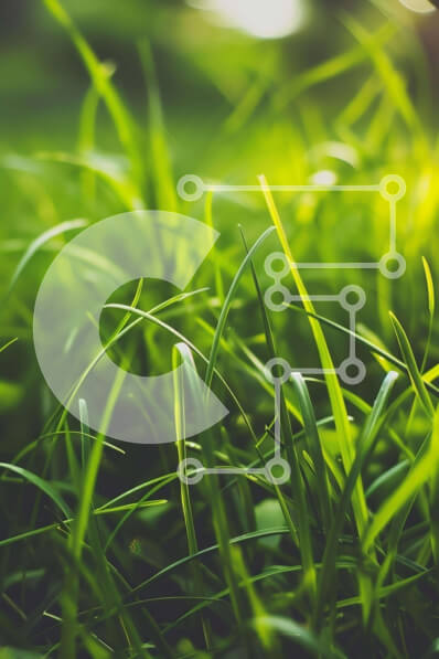 Intra Συλλεκτικό Ξύλινο Παζλ Plywood  4mm - Κοντινό πλάνο της πλούσιας πράσινης χλόης στη φωτεινή ηλιοφάνεια Σε Ξύλινο Κουτί - Διαστάσεις: 10x10 cm – 25 κομμάτια