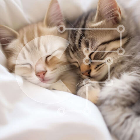 Intra Συλλεκτικό Ξύλινο Παζλ Plywood  4mm - Δύο γατάκια που κοιμούνται μαζί σε ένα λευκό κρεβάτι Σε Ξύλινο Κουτί - Διαστάσεις: 10x10 cm – 25 κομμάτια - Image 1