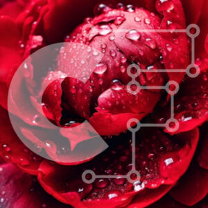 Intra Συλλεκτικό Ξύλινο Παζλ Plywood  4mm - Όμορφη εικόνα ενός κόκκινου τριαντάφυλλου με σταγονίδια νερού Σε Ξύλινο Κουτί - Διαστάσεις: 10x10 cm – 25 κομμάτια