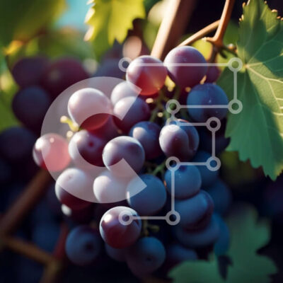 Intra Συλλεκτικό Ξύλινο Παζλ Plywood  4mm - Ζωντανή εικόνα μωβ σταφυλιών σε αμπέλι Σε Ξύλινο Κουτί - Διαστάσεις: 10x10 cm – 25 κομμάτια - Image 1