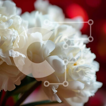 Intra Συλλεκτικό Ξύλινο Παζλ Plywood  4mm - Λευκά λουλούδια σε βάζο σε κόκκινο φόντο Σε Ξύλινο Κουτί - Διαστάσεις: 10x10 cm – 25 κομμάτια - Image 1