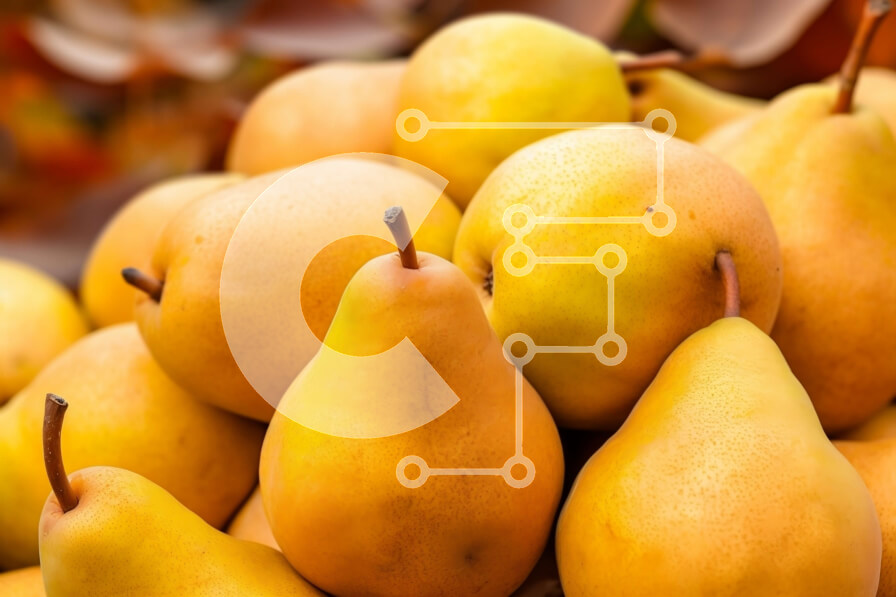 Intra Συλλεκτικό Ξύλινο Παζλ Plywood  4mm - Στοίβα από ώριμα κίτρινα αχλάδια Σε Ξύλινο Κουτί - Διαστάσεις: 10x10 cm – 25 κομμάτια