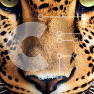 Intra Συλλεκτικό Ξύλινο Παζλ Plywood  4mm - Αγριό και όμορφο τζάγκουαρ κινηματογράφηση σε πρώτο πλάνο Σε Ξύλινο Κουτί - Διαστάσεις: 10x10 cm – 25 κομμάτια