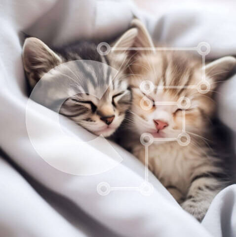 Intra Συλλεκτικό Ξύλινο Παζλ Plywood  4mm - Δύο γατάκια που κοιμούνται κάτω από μια κουβέρτα Σε Ξύλινο Κουτί - Διαστάσεις: 10x10 cm – 25 κομμάτια - Image 1