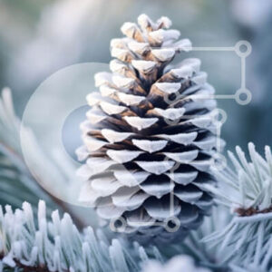 Intra Συλλεκτικό Ξύλινο Παζλ Plywood  4mm - Χιονισμένο κουκουνάρι με πευκοβελόνες στο φόντο Σε Ξύλινο Κουτί - Διαστάσεις: 10x10 cm – 25 κομμάτια