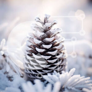 Intra Συλλεκτικό Ξύλινο Παζλ Plywood  4mm - Χιονισμένο κουκουνάρι σε μια ειρηνική σκηνή Σε Ξύλινο Κουτί - Διαστάσεις: 10x10 cm – 25 κομμάτια