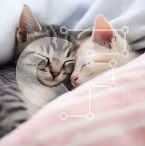 Intra Συλλεκτικό Ξύλινο Παζλ Plywood  4mm - Δύο γατάκια που κοιμούνται μαζί σε ένα κρεβάτι Σε Ξύλινο Κουτί - Διαστάσεις: 10x10 cm – 25 κομμάτια - Image 1