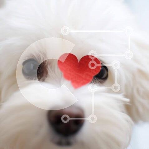 Intra Συλλεκτικό Ξύλινο Παζλ Plywood  4mm - Λευκό σκυλί με την καρδιά στη μύτη Σε Ξύλινο Κουτί - Διαστάσεις: 10x10 cm – 25 κομμάτια - Image 1