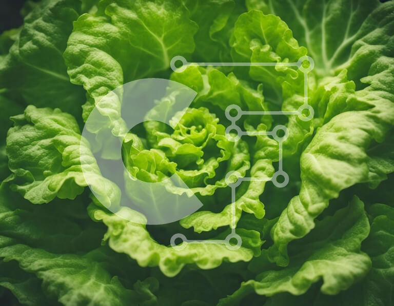 Intra Συλλεκτικό Ξύλινο Παζλ Plywood  4mm - Κοντινό πλάνο ενός υγιούς πράσινου φυλλώδους λαχανικού όπως το μαρούλι Σε Ξύλινο Κουτί - Διαστάσεις: 10x10 cm – 25 κομμάτια