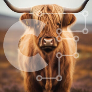 Intra Συλλεκτικό Ξύλινο Παζλ Plywood  4mm - Περίεργη αγελάδα Highland σε ένα πανέμορφο χωράφι με μωβ ρείκι Σε Ξύλινο Κουτί - Διαστάσεις: 10x10 cm – 25 κομμάτια