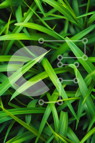 Intra Συλλεκτικό Ξύλινο Παζλ Plywood  4mm - Κοντινό πλάνο της πλούσιας και υγιούς πράσινης χλόης Σε Ξύλινο Κουτί - Διαστάσεις: 10x10 cm – 25 κομμάτια