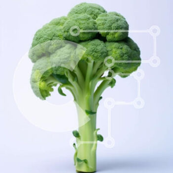 Intra Συλλεκτικό Ξύλινο Παζλ Plywood  4mm - Φρέσκο ​​κεφάλι μπρόκολου σε υπόλευκο φόντο Σε Ξύλινο Κουτί - Διαστάσεις: 10x10 cm – 25 κομμάτια - Image 1