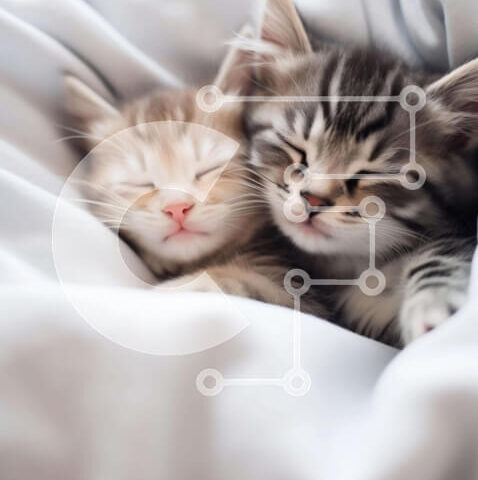 Intra Συλλεκτικό Ξύλινο Παζλ Plywood  4mm - Δύο γατάκια που κοιμούνται μαζί σε μια κουβέρτα Σε Ξύλινο Κουτί - Διαστάσεις: 10x10 cm – 25 κομμάτια - Image 1