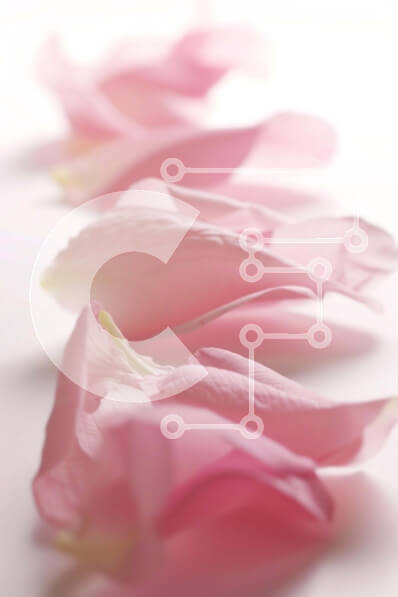 Intra Συλλεκτικό Ξύλινο Παζλ Plywood  4mm - Σειρά από ροζ πέταλα σε λευκή επιφάνεια Σε Ξύλινο Κουτί - Διαστάσεις: 10x10 cm – 25 κομμάτια