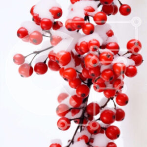 Intra Συλλεκτικό Ξύλινο Παζλ Plywood  4mm - Χιονισμένο κλαδί με κόκκινα μούρα Σε Ξύλινο Κουτί - Διαστάσεις: 10x10 cm – 25 κομμάτια