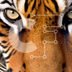 Intra Συλλεκτικό Ξύλινο Παζλ Plywood  4mm - Άγριος τίγρης με θαμνώδη μουστάκια και κίτρινα μάτια Σε Ξύλινο Κουτί - Διαστάσεις: 10x10 cm – 25 κομμάτια