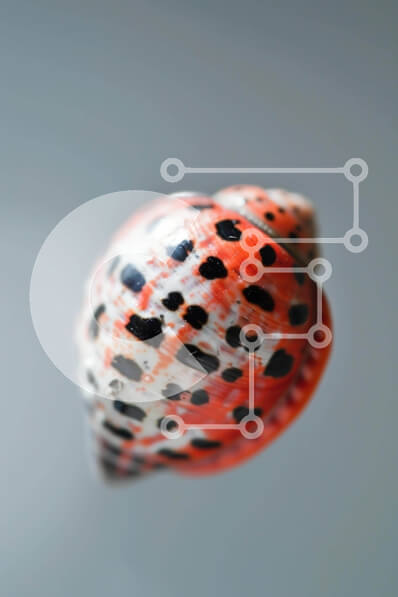 Intra Συλλεκτικό Ξύλινο Παζλ Plywood  4mm - Πορτοκαλί και μαύρο κοχύλι που επιπλέει στον αέρα Σε Ξύλινο Κουτί - Διαστάσεις: 10x10 cm – 25 κομμάτια