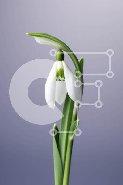 Intra Συλλεκτικό Ξύλινο Παζλ Plywood  4mm - Μονό λευκό λουλούδι χιονοστιβάδας με πράσινα φύλλα Σε Ξύλινο Κουτί - Διαστάσεις: 10x10 cm – 25 κομμάτια