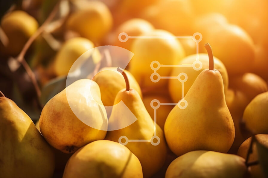 Intra Συλλεκτικό Ξύλινο Παζλ Plywood  4mm - Στοίβα από ώριμα κίτρινα αχλάδια Σε Ξύλινο Κουτί - Διαστάσεις: 10x10 cm – 25 κομμάτια