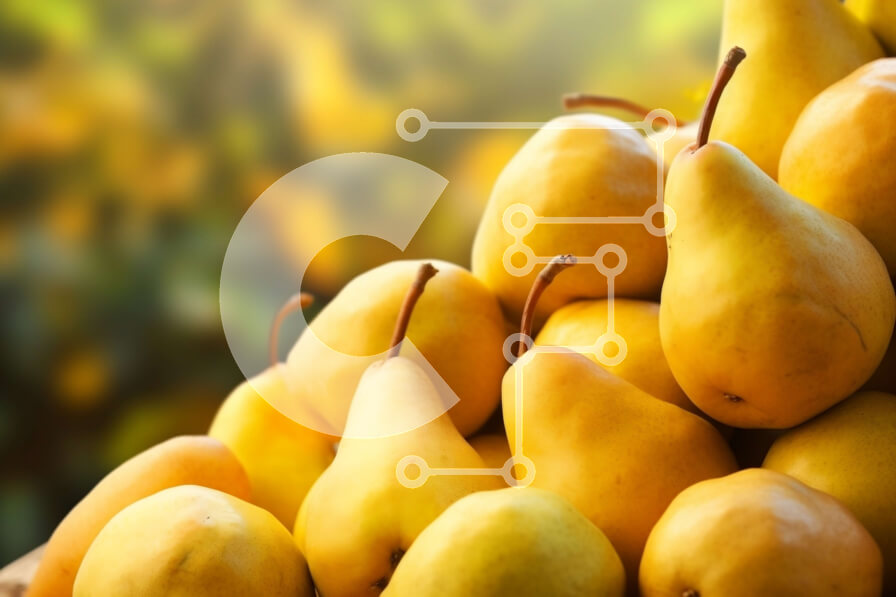 Intra Συλλεκτικό Ξύλινο Παζλ Plywood  4mm - Σωρός από ώριμα κίτρινα αχλάδια σε ένα καλάθι Σε Ξύλινο Κουτί - Διαστάσεις: 10x10 cm – 25 κομμάτια