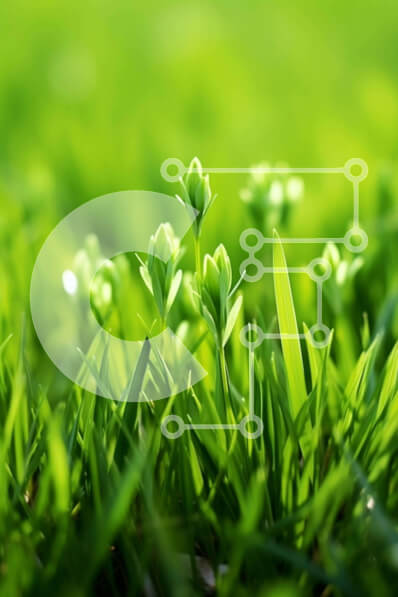 Intra Συλλεκτικό Ξύλινο Παζλ Plywood  4mm - Κοντινό πλάνο πράσινο γρασίδι με λουλούδια Σε Ξύλινο Κουτί - Διαστάσεις: 10x10 cm – 25 κομμάτια