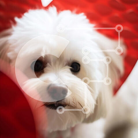 Intra Συλλεκτικό Ξύλινο Παζλ Plywood  4mm - Μικρό σκυλί με κουτιά σε σχήμα καρδιάς Σε Ξύλινο Κουτί - Διαστάσεις: 10x10 cm – 25 κομμάτια - Image 1