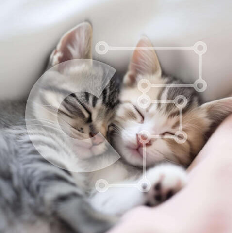 Intra Συλλεκτικό Ξύλινο Παζλ Plywood  4mm - Δύο γατάκια που κοιμούνται μαζί σε ένα κρεβάτι Σε Ξύλινο Κουτί - Διαστάσεις: 10x10 cm – 25 κομμάτια - Image 1