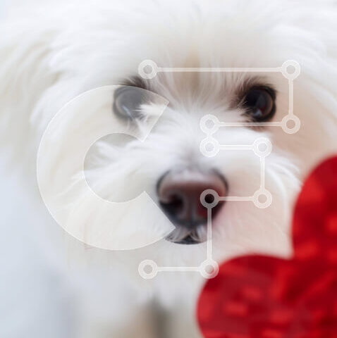 Intra Συλλεκτικό Ξύλινο Παζλ Plywood  4mm - Αξιολάτρευτο μικρό σκυλί που κοιτάζει την κόκκινη καρδιά Σε Ξύλινο Κουτί - Διαστάσεις: 10x10 cm – 25 κομμάτια - Image 1