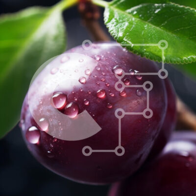 Intra Συλλεκτικό Ξύλινο Παζλ Plywood  4mm - Κοντινό πλάνο ενός φρέσκου δαμάσκηνου με σταγονίδια νερού Σε Ξύλινο Κουτί - Διαστάσεις: 10x10 cm – 25 κομμάτια - Image 1