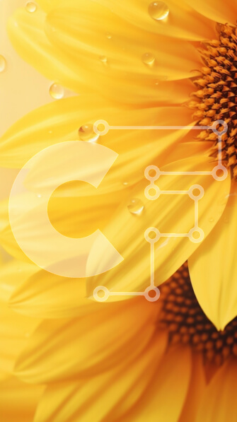 Intra Συλλεκτικό Ξύλινο Παζλ Plywood  4mm - Κοντινό πλάνο του ηλίανθου με σταγονίδια νερού Σε Ξύλινο Κουτί - Διαστάσεις: 10x10 cm – 25 κομμάτια