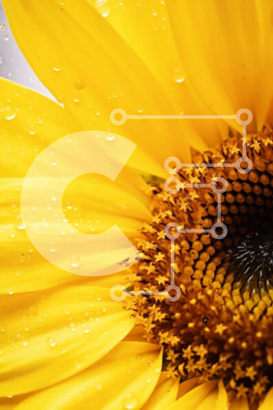 Intra Συλλεκτικό Ξύλινο Παζλ Plywood  4mm - Κοντινό πλάνο ενός δονούμενου κίτρινου ηλίανθου με σταγονίδια νερού Σε Ξύλινο Κουτί - Διαστάσεις: 10x10 cm – 25 κομμάτια