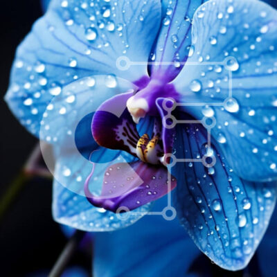 Intra Συλλεκτικό Ξύλινο Παζλ Plywood  4mm - Κοντινό πλάνο μιας μπλε ορχιδέας με σταγονίδια νερού Σε Ξύλινο Κουτί - Διαστάσεις: 10x10 cm – 25 κομμάτια - Image 1