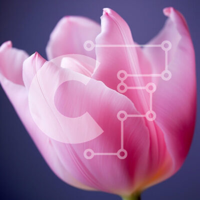 Intra Συλλεκτικό Ξύλινο Παζλ Plywood 4mm - Κοντινό πλάνο μιας ροζ τουλίπας Σε Ξύλινο Κουτί - Διαστάσεις: 10x10 cm – 25 κομμάτια - Image 1