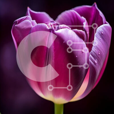 Intra Συλλεκτικό Ξύλινο Παζλ Plywood  4mm - Κοντινό πλάνο μιας μωβ τουλίπας με σταγονίδια νερού Σε Ξύλινο Κουτί - Διαστάσεις: 10x10 cm – 25 κομμάτια - Image 1