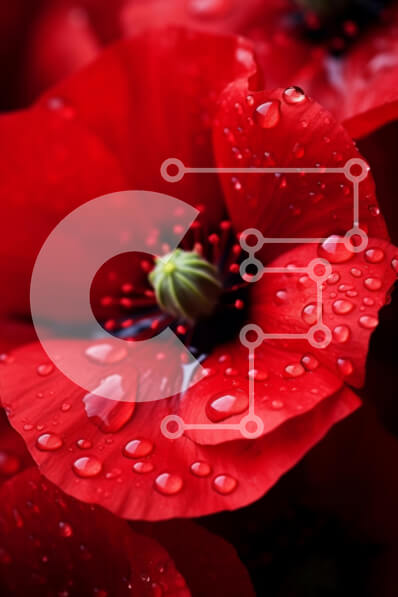 Intra Συλλεκτικό Ξύλινο Παζλ Plywood  4mm - Κοντινό πλάνο κόκκινων λουλουδιών με σταγόνες νερού Σε Ξύλινο Κουτί - Διαστάσεις: 10x10 cm – 25 κομμάτια