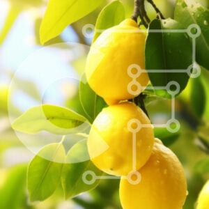 Intra Συλλεκτικό Ξύλινο Παζλ Plywood  4mm - Φρέσκα λεμόνια σε μια λεμονιά Σε Ξύλινο Κουτί - Διαστάσεις: 10x10 cm – 25 κομμάτια