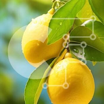 Intra Συλλεκτικό Ξύλινο Παζλ Plywood  4mm - Φρέσκα λεμόνια σε ένα κλαδί δέντρου Σε Ξύλινο Κουτί - Διαστάσεις: 10x10 cm – 25 κομμάτια - Image 1