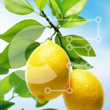 Intra Συλλεκτικό Ξύλινο Παζλ Plywood  4mm - Φρέσκα λεμόνια σε κλαδί λεμονιάς με μπλε ουρανό Σε Ξύλινο Κουτί - Διαστάσεις: 10x10 cm – 25 κομμάτια - Image 1