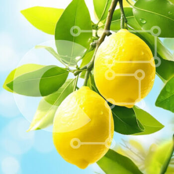 Intra Συλλεκτικό Ξύλινο Παζλ Plywood  4mm - Φρέσκα λεμόνια σε ένα κλαδί δέντρου με πράσινα φύλλα Σε Ξύλινο Κουτί - Διαστάσεις: 10x10 cm – 25 κομμάτια - Image 1