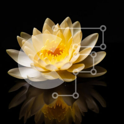 Intra Συλλεκτικό Ξύλινο Παζλ Plywood  4mm - Κίτρινο νούφαρο σε σκούρο φόντο Σε Ξύλινο Κουτί - Διαστάσεις: 10x10 cm – 25 κομμάτια - Image 1