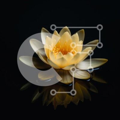 Intra Συλλεκτικό Ξύλινο Παζλ Plywood  4mm - Κίτρινο νούφαρο σε μια σκοτεινή επιφάνεια Σε Ξύλινο Κουτί - Διαστάσεις: 10x10 cm – 25 κομμάτια - Image 1