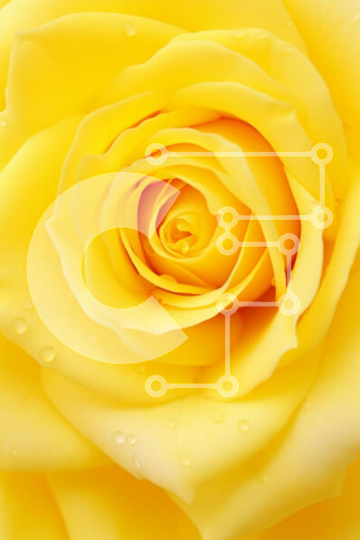 Intra Συλλεκτικό Ξύλινο Παζλ Plywood  4mm - Κοντινό πλάνο ενός κίτρινου τριαντάφυλλου με σταγόνες δροσιάς Σε Ξύλινο Κουτί - Διαστάσεις: 10x10 cm – 25 κομμάτια