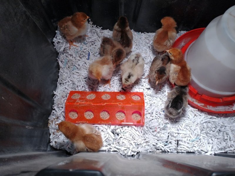 Intra απο ξύλο plywood 3mm-4mm πάχος - Ταΐστρα νεοσσών Δίασταση 30x30 cm Intraeaxys-eo4y2ewo