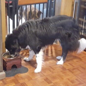 Intra απο ξύλο plywood 3mm-4mm πάχος - Βάση για μπολ για σκύλους Δίασταση 30x30 cm Intraeaxys-d1lmv4xo - Image 1