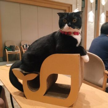 Intra απο ξύλο plywood 3mm-4mm πάχος - Σπίτι για γάτα σε σχήμα φάλαινας Ξύστρα για γάτες από χαρτόνι Δίασταση 40x50 cm Intraeaxys-voq3d4q7 - Image 3