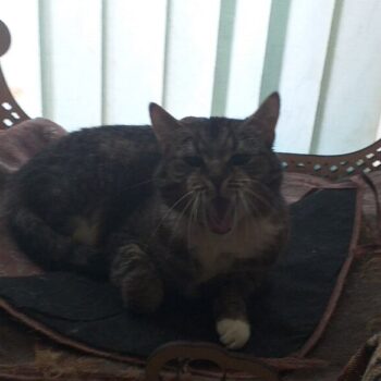 Intra απο ξύλο plywood 3mm-4mm πάχος - Ξύλινο κρεβάτι γάτας Κρεβάτι για κατοικίδια Δίασταση 30x30 cm Intraeaxys-p7ymewp7 - Image 3