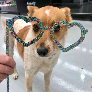 Intra απο ξύλο plywood 3mm-4mm πάχος - Γυαλιά σκύλου Δίασταση 30x30 cm Intraeaxys-yone63ko - Image 1