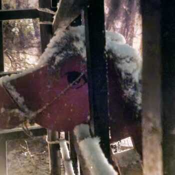 Intra απο ξύλο plywood 3mm-4mm πάχος - Κεφάλι αλόγου παιχνιδιών Δίασταση 30x30 cm Intraeaxys-6o3yp837 - Image 10